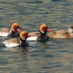 pato-colorado-netta-rufina