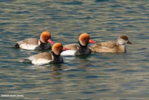 Pato colorado, Netta rufina, el más llamativo de Europa