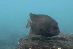 Peces herbívoros, clasificación e influencia sobre otras comunidades