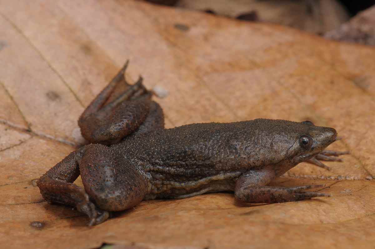 Pipa carvalhoi, un sapo endémico del este de Brasil