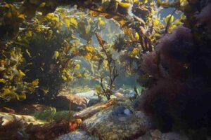 Sargazo. Sargassum C. Agardh (1820), características y ecología