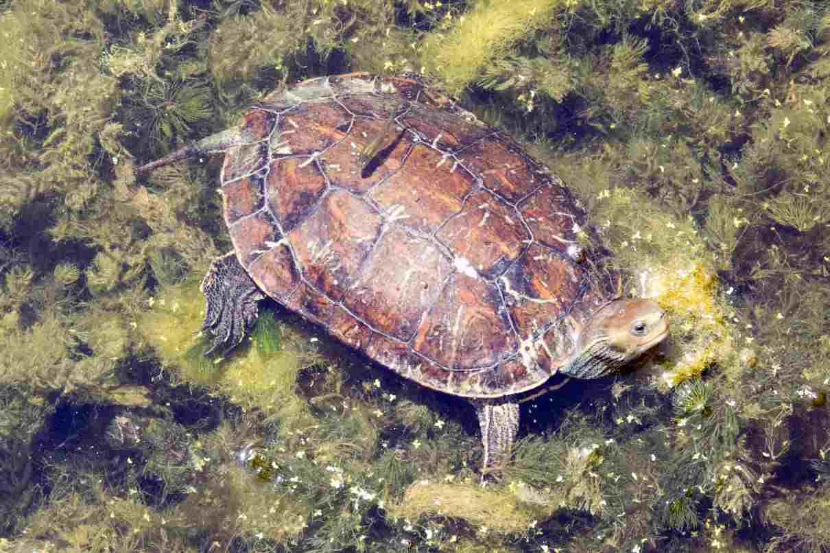 Tortuga del Caspio, Mauremys caspica