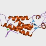 Virus vegetales (fitovirus), características, infección, síntomas y prevención virus-vegetales-fitovirus