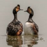 zampullin-cuellinegro-podiceps-nigricollis