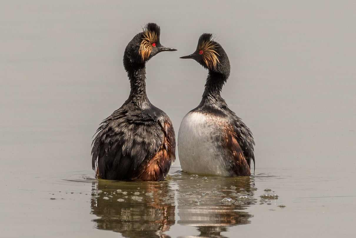 Zampullín cuellinegro, Podiceps nigricollis, un ave que se adorna para el cortejo