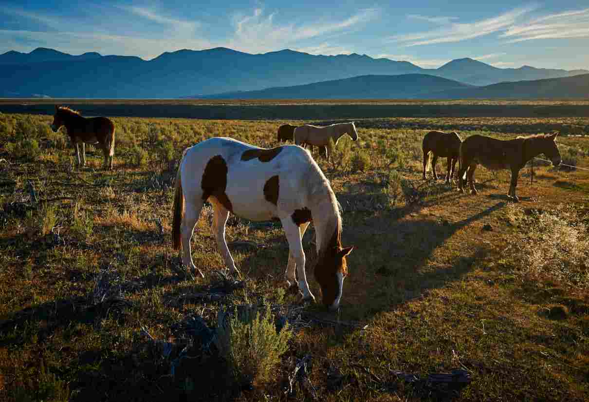 Alimentación del caballo