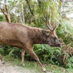 alimentacion-del-venado