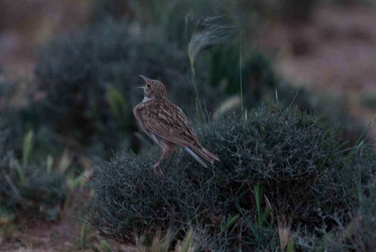 Alondra ricotí, Chersophilus duponti