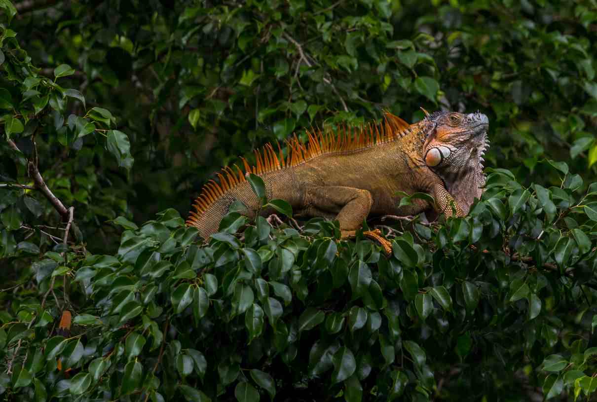 Animales omnívoros