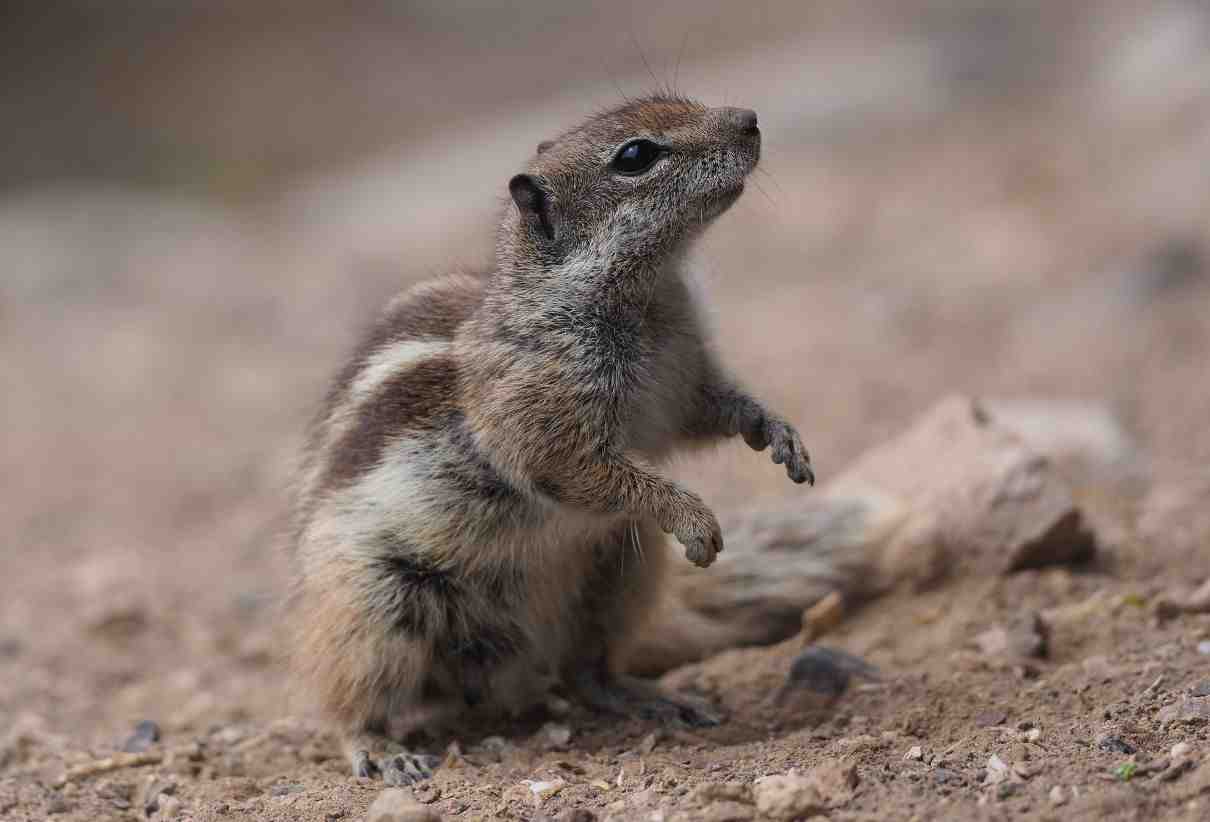 Ardilla moruna, Atlantoxerus getulus, una exitosa especie invasora