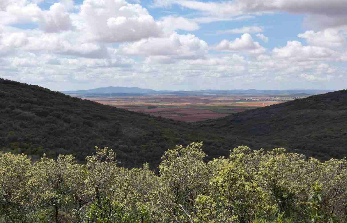 Bosque mediterráneo