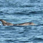 calderon-gris-grampus-griseus