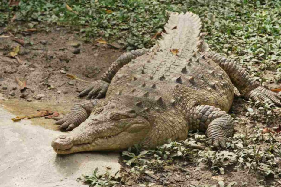 Cocodrilo americano, Crocodylus acutus, el 2º más grande de América