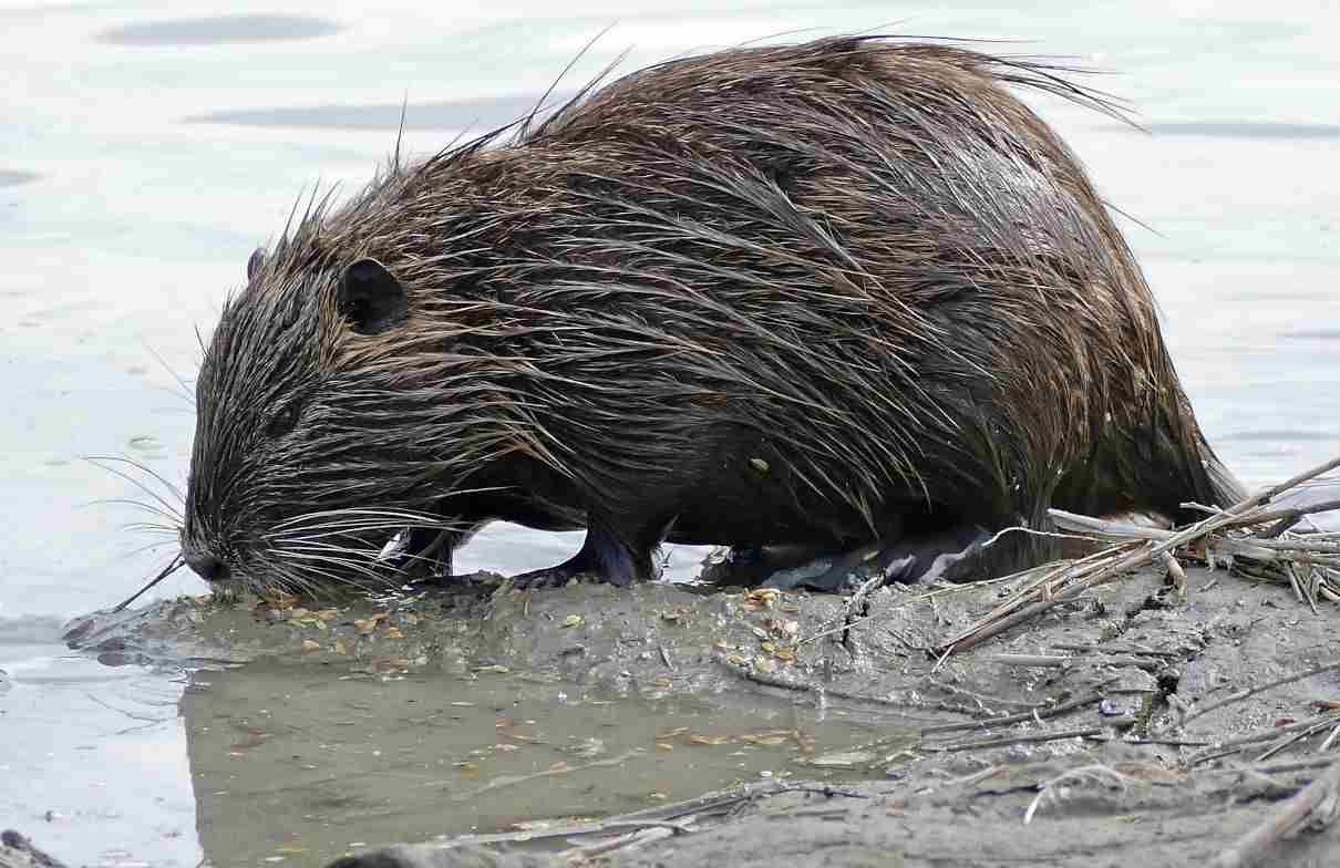 Coipú, Myocastor coypus, un exitoso colonizador de ecosistemas