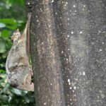 colugo-galeopterus-variegatus