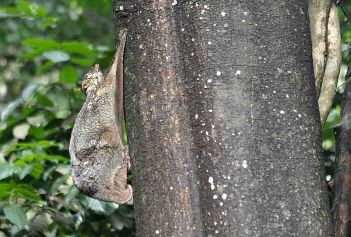 Colugo, Galeopterus variegatus, un extraño mamífero planeador