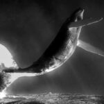 comportamiento-de-las-ballenas