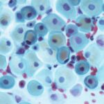 comportamiento-de-las-celulas