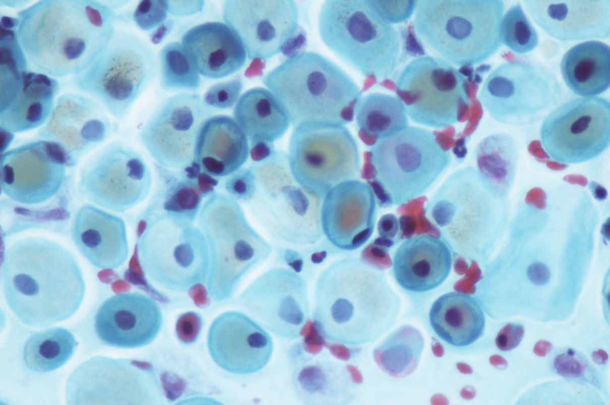 Comportamiento de las células