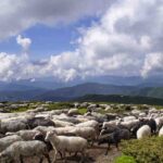 comportamiento-de-las-ovejas