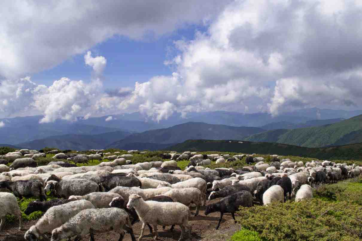 Comportamiento de las ovejas