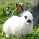 comportamiento-de-los-conejos