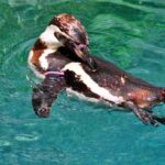 comportamiento-de-los-pinguinos