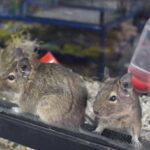 comportamiento-del-degu