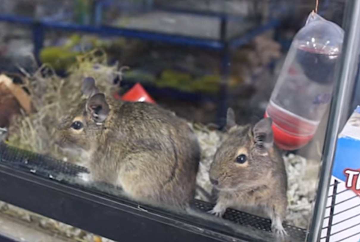 Comportamiento del degú