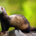 comportamiento-del-huron