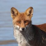 comportamiento-del-zorro