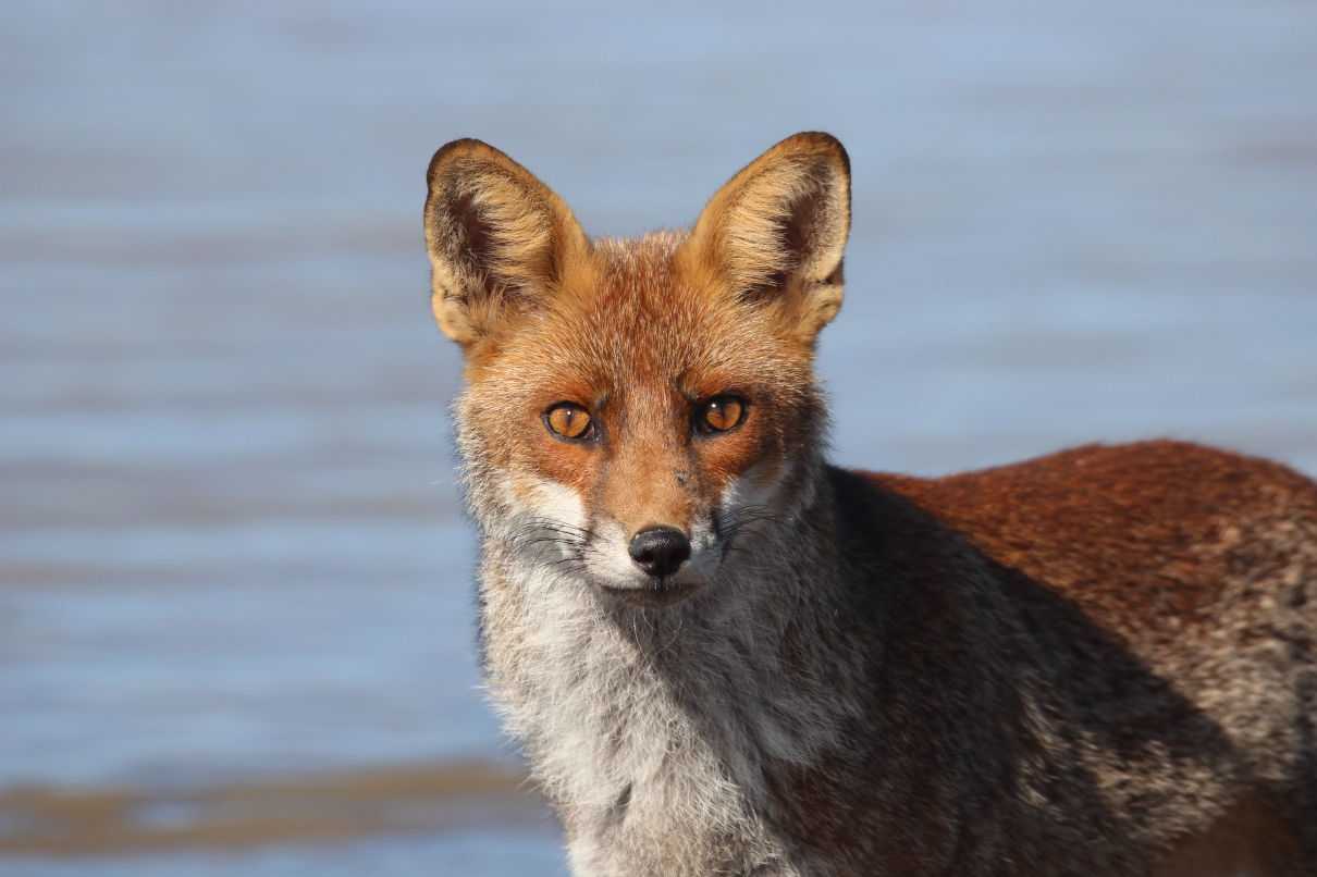 Comportamiento del zorro