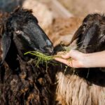 comportamiento-innato-en-los-animales