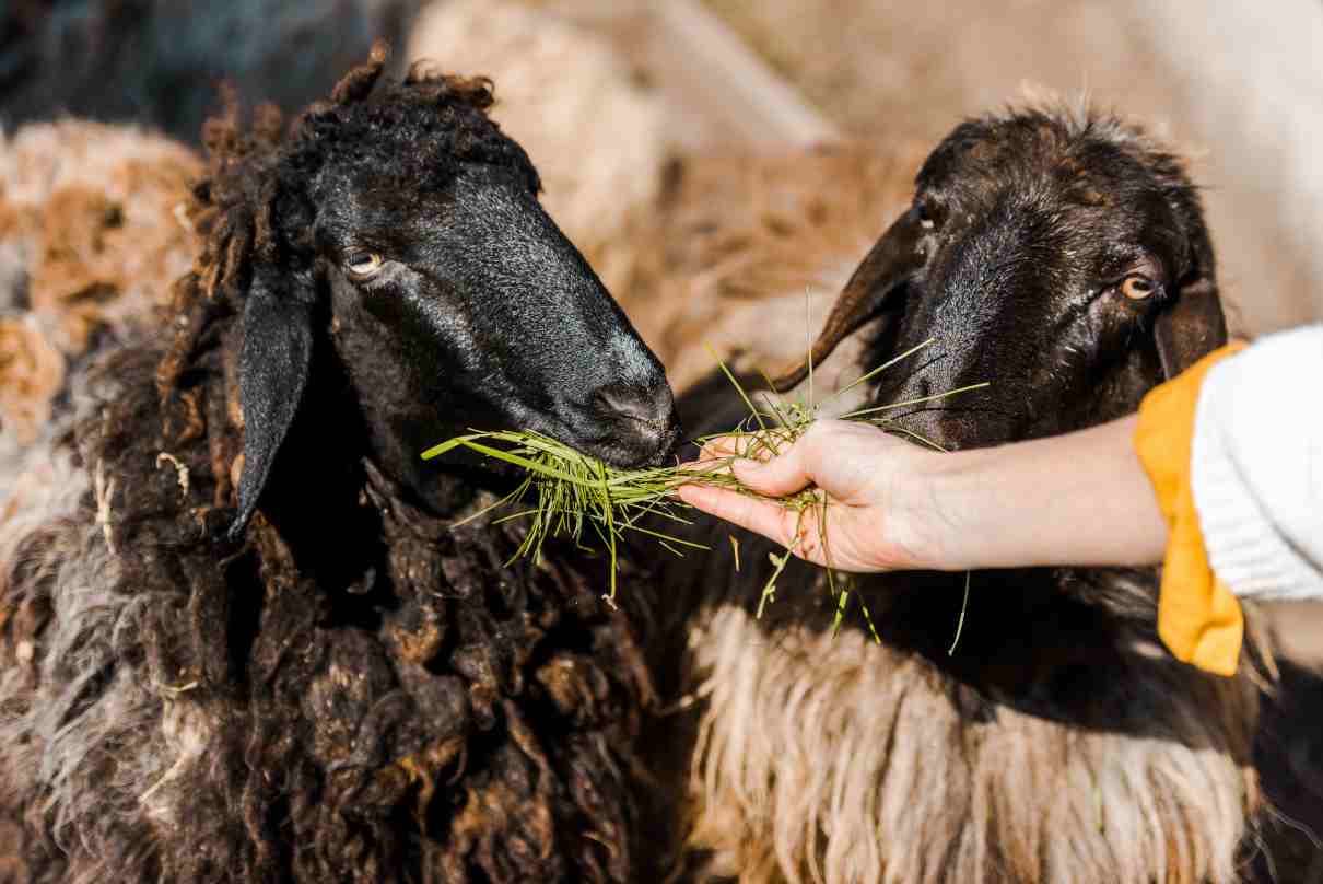 Comportamiento innato en los animales