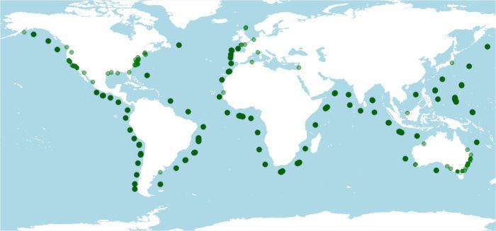 Distribución del calderón gris, Grampus griseus