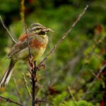 escribano-soteno-emberiza-cirlus