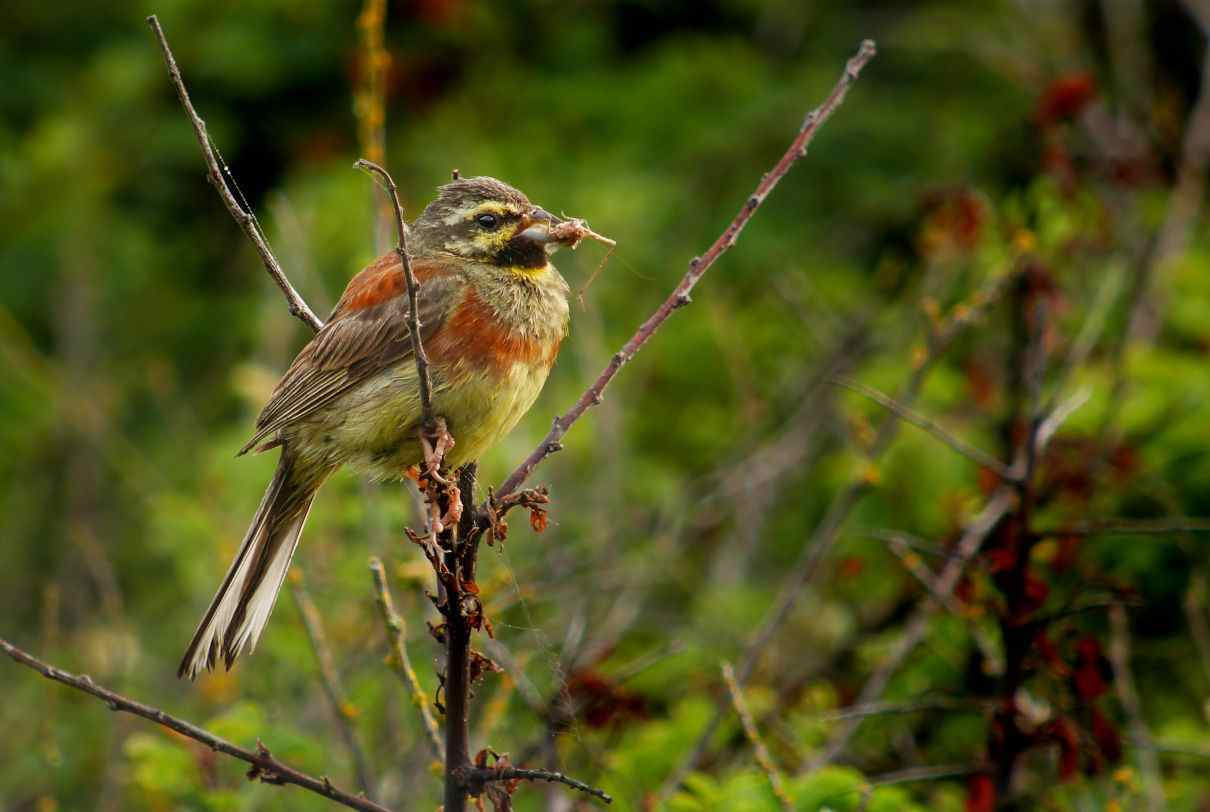 Escribano soteño, Emberiza cirlus