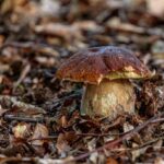 Estímulos en los hongos, lumínicos, temperatura, químicos o humedad estimulos-en-los-hongos