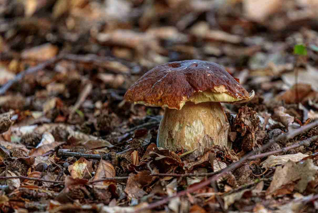 Estímulos en los hongos