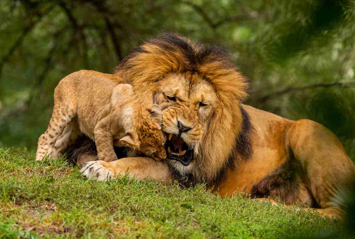 Ejemplo de gregarismo