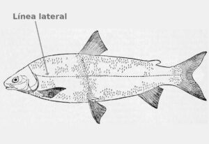 Línea lateral de los peces, qué es y sus principales funciones