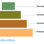 niveles-troficos