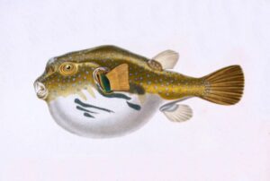 Peces bentónicos (demersales), características y ejemplos