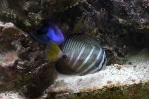 Peces de arrecifes de coral, papel ecológico y clasificación