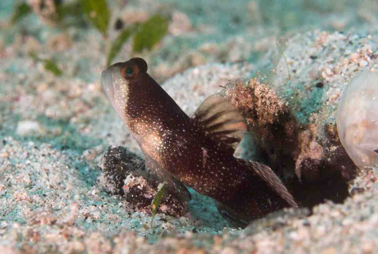 Peces de estuario, factores determinantes y clasificación