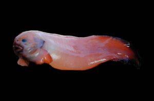 Peces de la Antártida, aspectos biológicos y ecológicos, ejemplos