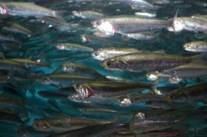 Peces pelágicos, aspectos biológicos, importancia y ejemplos