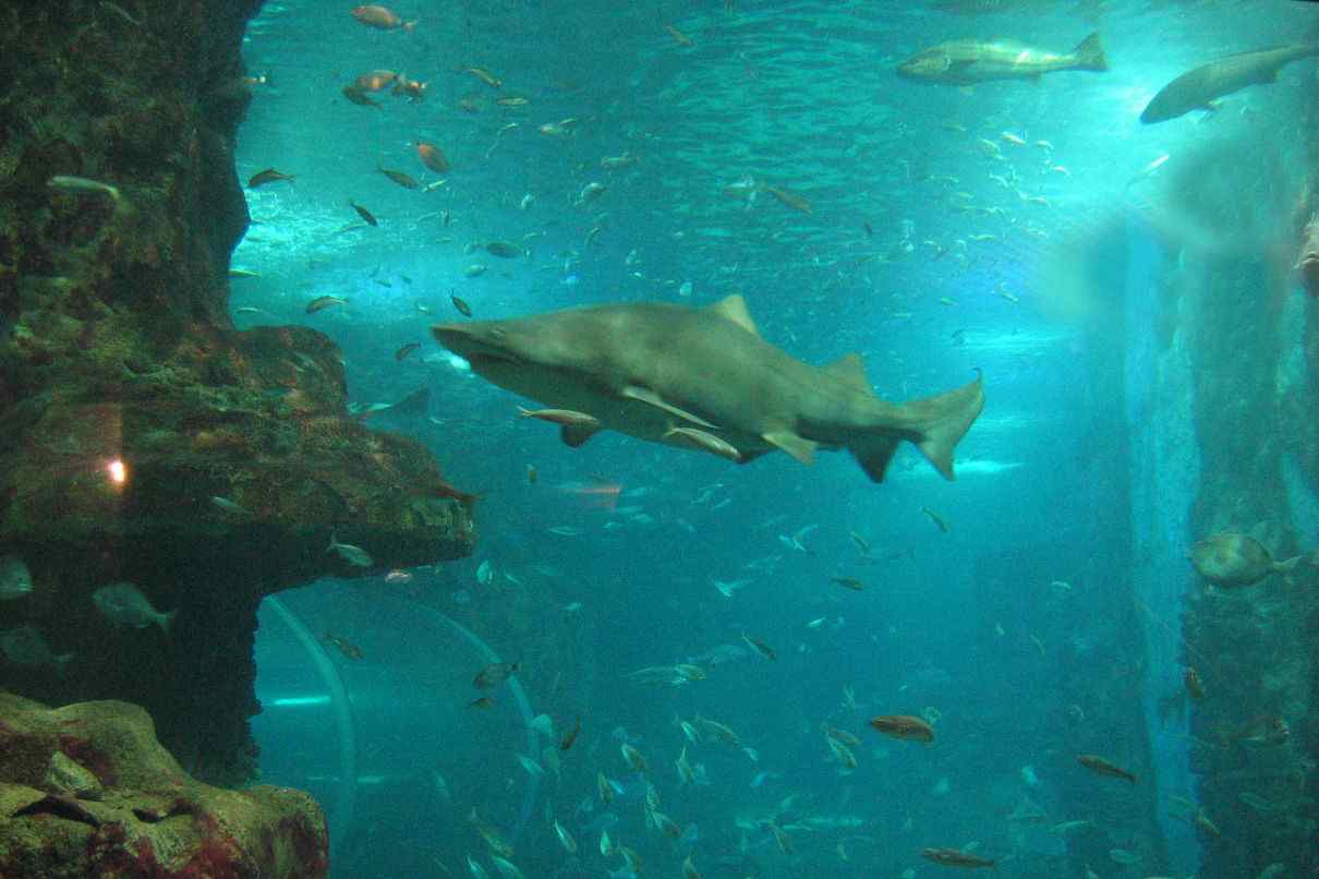 ¿Qué comen los tiburones?, dietas y mecanismos de acción