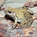 rana-de-rio-lithobates-heckscheri