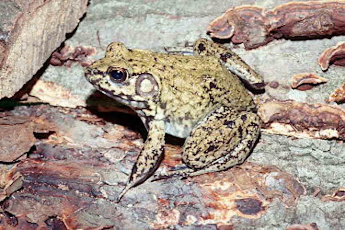 Rana de río, Lithobates heckscheri